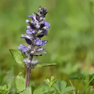 Bugle rampante