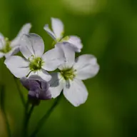 Cardamine des prés