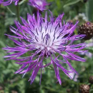 Centaurée jacée