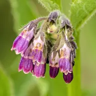 Consoude officinale