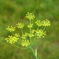Fenouil sauvage