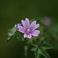 Grande Mauve