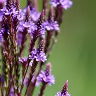 Verveine officinale